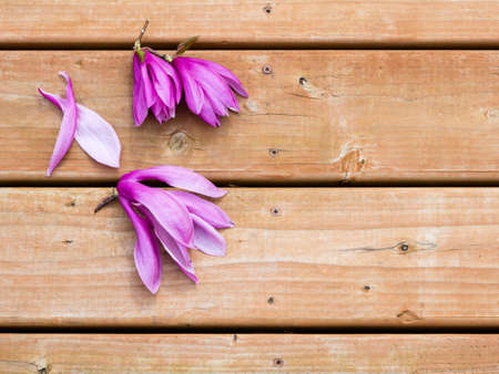 Pink and purple magnolia flowers on wooden deckの写真素材