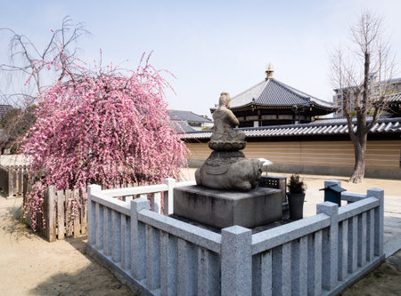 Plum tree blossoming in Shitennoji buddhist temple, Osakaのeditorial素材