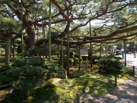 Kanazawa, Japan - September 28, 2015: Big pine tree with branch support in Kenroku-en gardenのeditorial素材