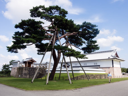 Kanazawa, Japan - September 28, 2015: Pine tree with branch support on the grounds of historic Kanazawa castleのeditorial素材