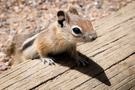 Golden-mantled ground squirrelの写真素材