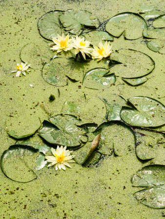 Water lilies in pond covered with algae