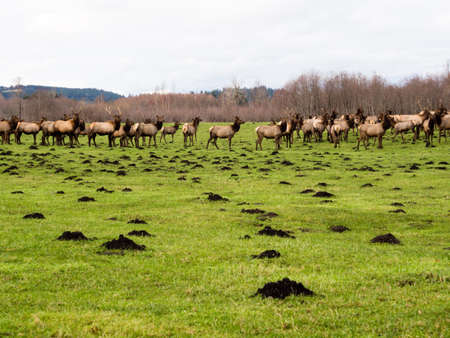 Herd of wild elk on green meadow near North Bend, Washington stateの写真素材