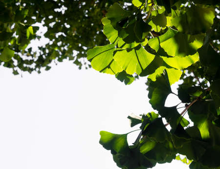 Green ginkgo tree leaves backgroundの写真素材