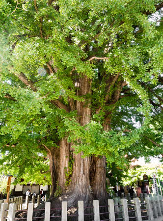 Takayama, Japan - October 6, 2015: 1250 year old ginkgo tree at Kokubunji templeの写真素材