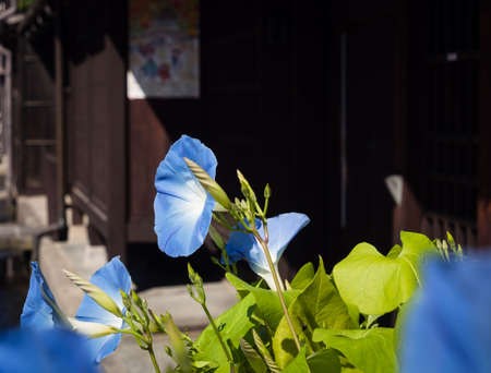 Blue morning glory flowers on the streets of historic Takayama town, Japanの写真素材