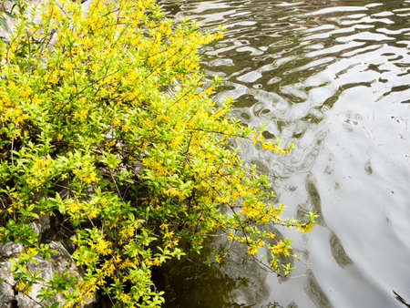 Forsythia plant growing near water in Chinese gardenの写真素材