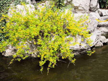 Forsythia plant growing on a rock near water in Chinese gardenの写真素材