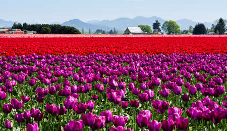 Tulip fields during Skagit Valley Tulip Festival in Washington state, USAの写真素材
