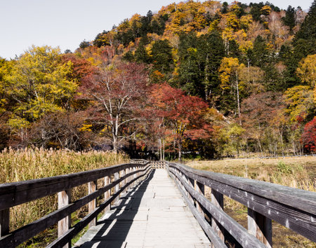 Nikko, Japan - October 24, 2016: Fall colors in Nikko-Yumoto, part of Nikko National Parkのeditorial素材