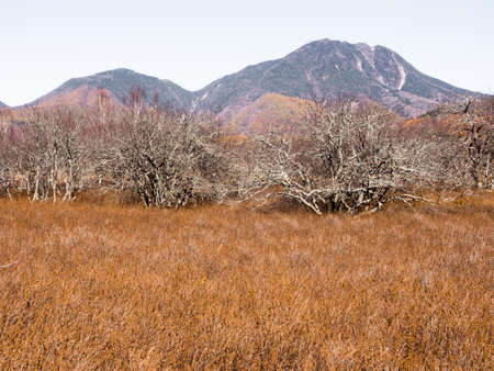 Autumn at Senjogahara plateau in Nikko national park, Japanの写真素材