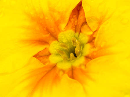 Macro shot of a yellow primrose flowerの写真素材