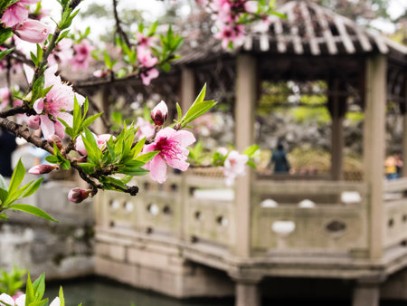Suzhou, China - March 23, 2016: Cherry blossoms in Lion Grove Garden, a classical Chinese garden and part of Unesco World Heritage in Suzhouのeditorial素材