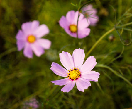 Three pink cosmos flowers background