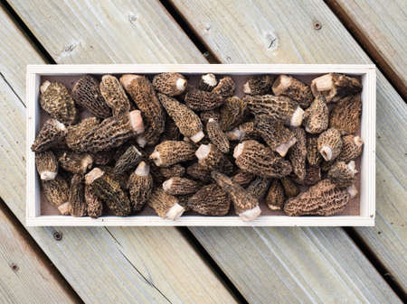 Fresh morel mushrooms on a wooden tray