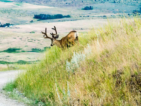 Mule deer at National Bison Range, a wildlife refuge in Montana, USA