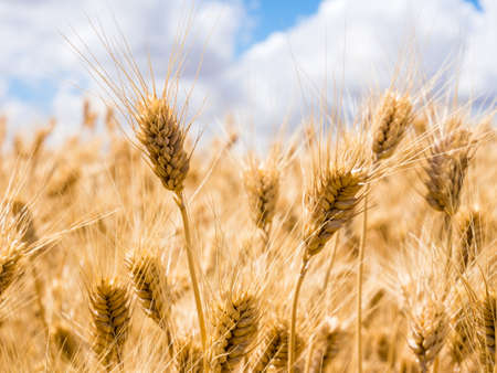 Field of golden ripe wheat in Eastern Washington state, USAの写真素材