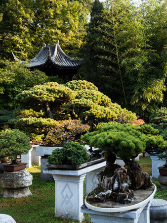 Suzhou, China - October 30, 2017: Bonsai installation at Lingering Garden, one of the most famous classical gardens of Suzhouのeditorial素材