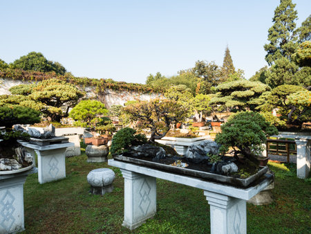 Suzhou, China - October 30, 2017: Bonsai installation at Lingering Garden, one of the most famous classical gardens of Suzhouのeditorial素材