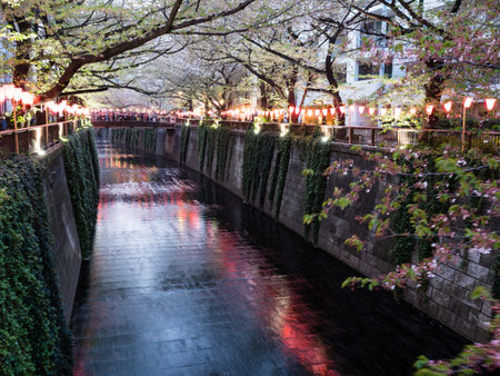 Tokyo, Japan - April 2, 2018: Evening lights on Meguro river during cherry blossom festivalのeditorial素材