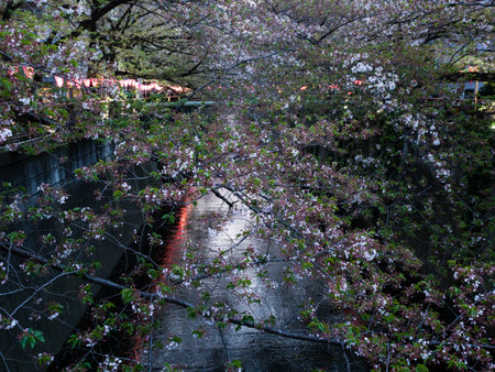 Tokyo, Japan - April 2, 2018: Last cherry blossoms of the season on Meguro river, a popular sakura viewing spot in Tokyoのeditorial素材