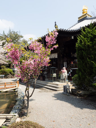 Naruto, Japan - April 2, 2018: Cherry blossoms at Ryozenji, temple number 1 of Shikoku-henro pilgrimageのeditorial素材