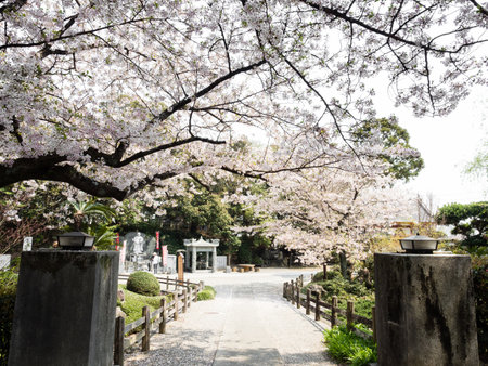 Naruto, Japan - April 2, 2017: Cherry trees blooming at Gokurakuji, temple 2 of Shikoku pilgrimageのeditorial素材