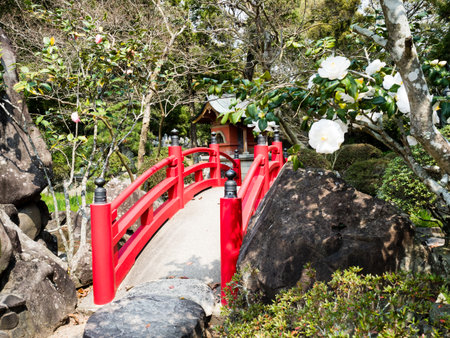 White camellia flowers at traditional Japanese garden with red arched bridgeのeditorial素材