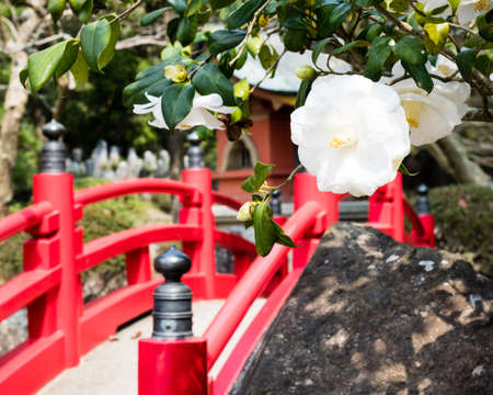 White camellia flowers at traditional Japanese garden with red arched bridgeの写真素材