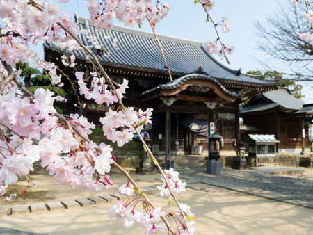 Tokushima, Japan - April 2, 2018: Cherry blossoms at Jizoji, temple number 5 on Shikoku pilgrimage