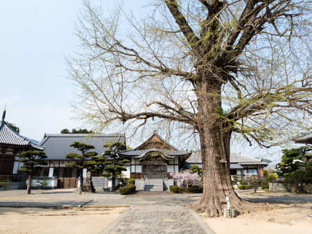 Tokushima, Japan - April 2, 2018: Springtime at Jizoji, temple number 5 on Shikoku pilgrimageのeditorial素材