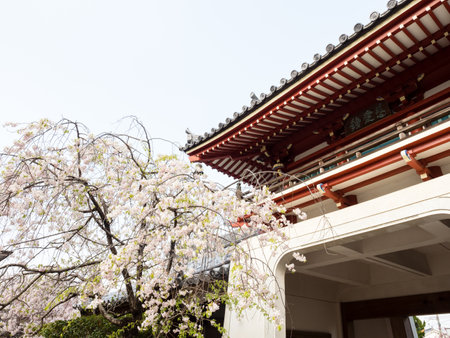 Tokushima, Japan - April 2, 2018: Cherry tree blossoming at the entrance to Anrakuji, temple number 6 of Shikoku pilgrimageのeditorial素材