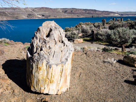 Ginkgo Petrified Forest State Park in Washington stateの写真素材