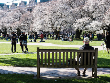 Seattle, USA - March 20, 2018: People enjoying cherry blossoms at the University of Washington campusのeditorial素材
