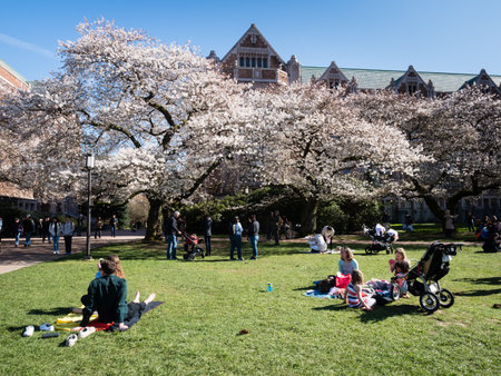 Seattle, USA - March 20, 2018: People enjoying cherry blossoms at the University of Washington campusのeditorial素材