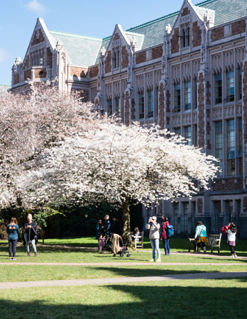 Seattle, USA - March 20, 2018: Cherry trees in full bloom at the University of Washington campusのeditorial素材