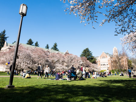 Seattle, USA - March 20, 2018: People enjoying cherry blossoms at the University of Washington campusのeditorial素材