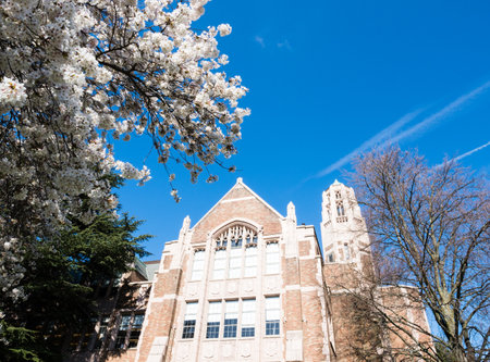 Cherry trees blossoming at university campus - Seattle, WA, USAのeditorial素材