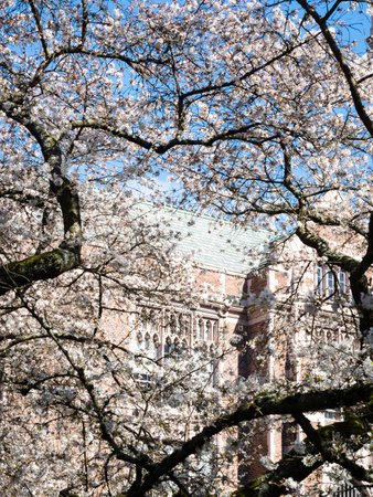 Cherry trees blossoming at university campus - Seattle, WA, USAのeditorial素材