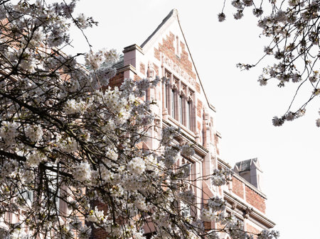 Cherry tree in full bloom at university campus - Seattle, WA, USAのeditorial素材
