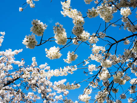 Cherry blossoms against blue sky in Seattle, WA, USA