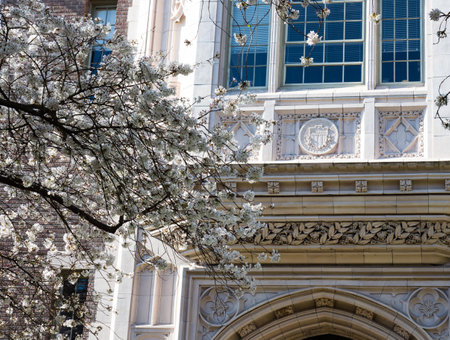 Cherry trees blossoming at university campus - Seattle, WA, USAのeditorial素材