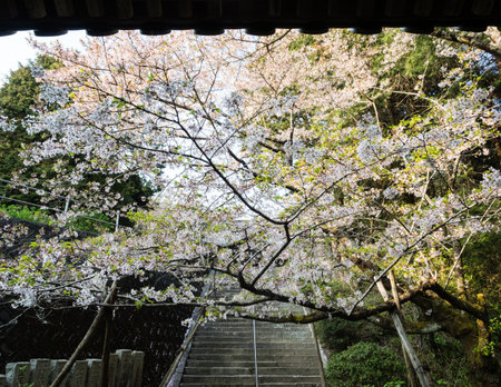 Tokushima, Japan - April 2, 2018: Springtime in Kumadaniji, temple number 8 of Shikoku pilgrimageのeditorial素材