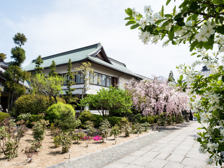 Komatsushima, Japan - April 4, 2018: Cherry blossoms on the grounds of Tatsueji, temple number 19 of Shikoku pilgrimageのeditorial素材