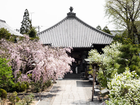 Komatsushima, Japan - April 4, 2018: Cherry blossoms on the grounds of Tatsueji, temple number 19 of Shikoku pilgrimageのeditorial素材