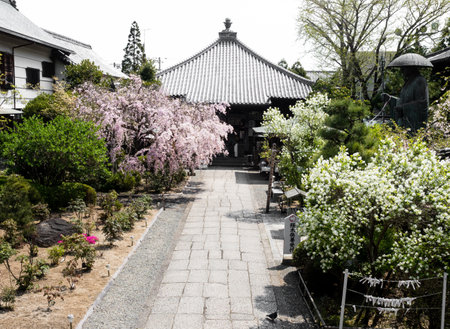 Komatsushima, Japan - April 4, 2018: Cherry blossoms on the grounds of Tatsueji, temple number 19 of Shikoku pilgrimageのeditorial素材