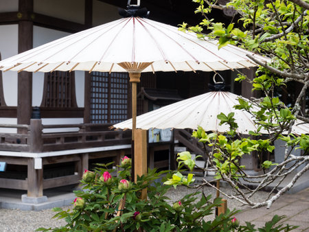 Nankoku, Kochi prefecture, Japan - April 6, 2018: Japanese paper umbrellas decorating a garden at Kokubunji, temple number 29 of Shikoku pilgrimageのeditorial素材