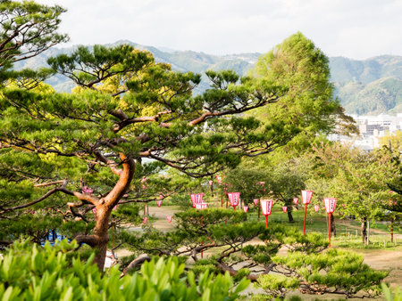 Kochi, Japan - April 6, 2018: Pine trees on the grounds of Kochi castle, one of the 12 original Edo period castles of Japanのeditorial素材