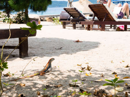 Colorful butterfly lizard on a beach - Whale Island, Vietnamの写真素材