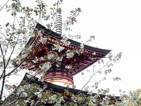 Tosa, Kochi Prefecture, Japan - April 7, 2018: Cherry blossoms and red pagoda at Shoryuji, temple number 36 of Shikoku pilgrimageのeditorial素材